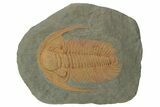 Cambrian Trilobite (Acadoparadoxides) - Tinjdad, Morocco #210268-1